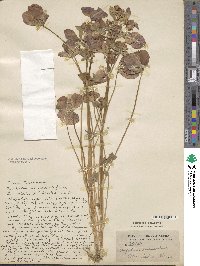 Trifolium resupinatum var. majus image