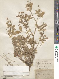 Trifolium resupinatum var. majus image