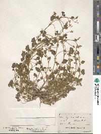 Trifolium subterraneum image