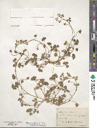 Trifolium subterraneum image