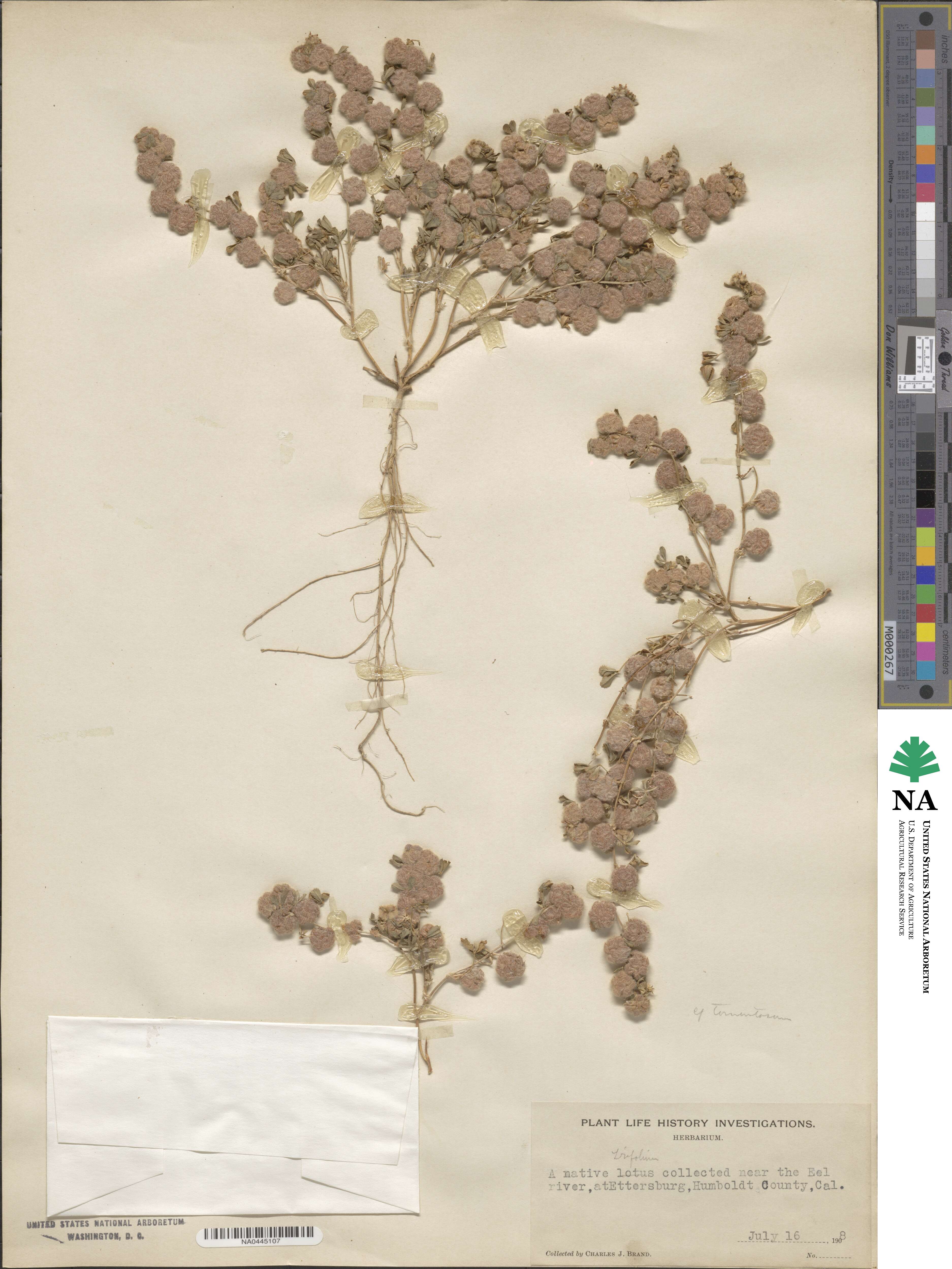 Trifolium tomentosum image