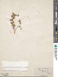 Trifolium tomentosum image