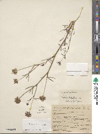 Trifolium willdenovii image