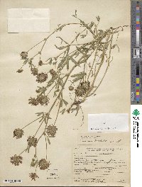 Trifolium willdenovii image