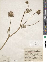 Trifolium willdenovii image