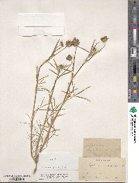 Trifolium willdenovii image