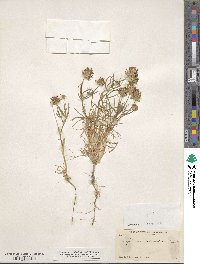 Trifolium willdenovii image