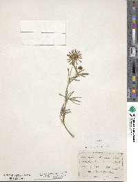 Trifolium willdenovii image