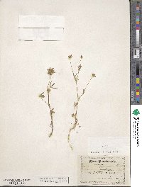 Trifolium willdenovii image