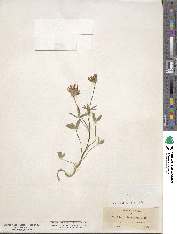 Trifolium willdenovii image