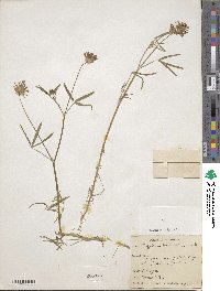 Trifolium willdenovii image