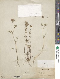 Trifolium willdenovii image