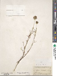 Trifolium willdenovii image