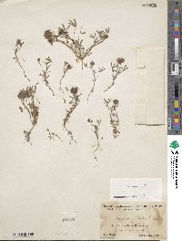 Trifolium willdenovii image