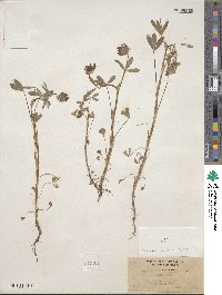 Trifolium willdenovii image