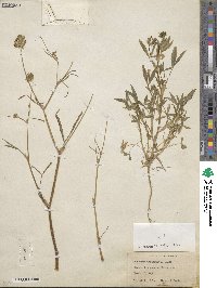 Trifolium willdenovii image