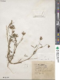 Trifolium willdenovii image