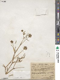 Trifolium willdenovii image