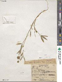 Trifolium willdenovii image