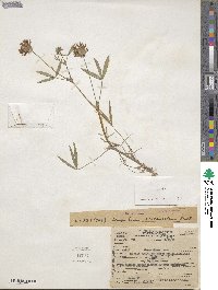 Trifolium willdenovii image