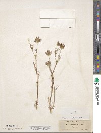 Trifolium willdenovii image