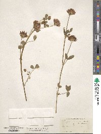 Trifolium willdenovii image