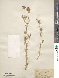 Trifolium willdenovii image