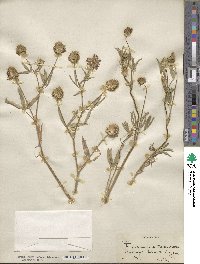 Trifolium willdenovii image