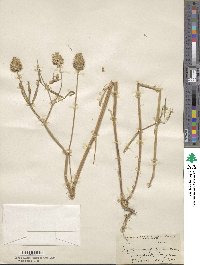 Trifolium willdenovii image