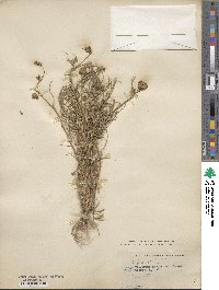 Trifolium willdenovii image