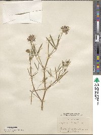 Trifolium willdenovii image