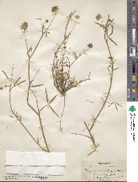 Trifolium willdenovii image