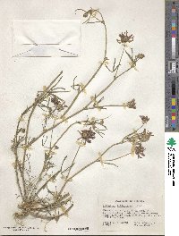 Trifolium willdenovii image