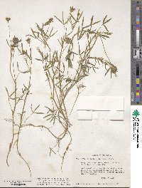 Trifolium willdenovii image