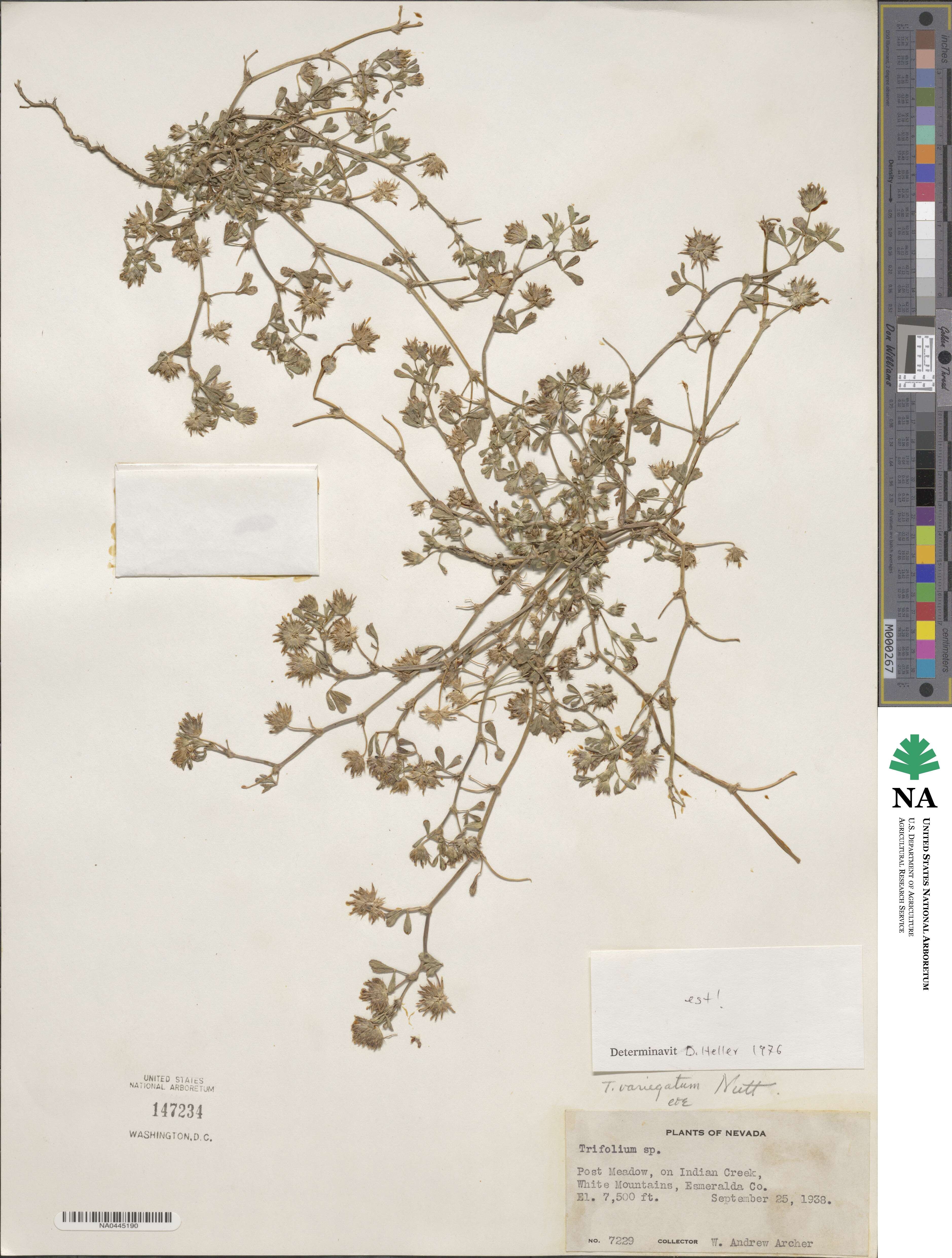 Trifolium variegatum image