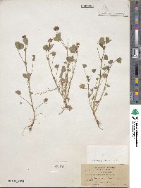 Trifolium variegatum image