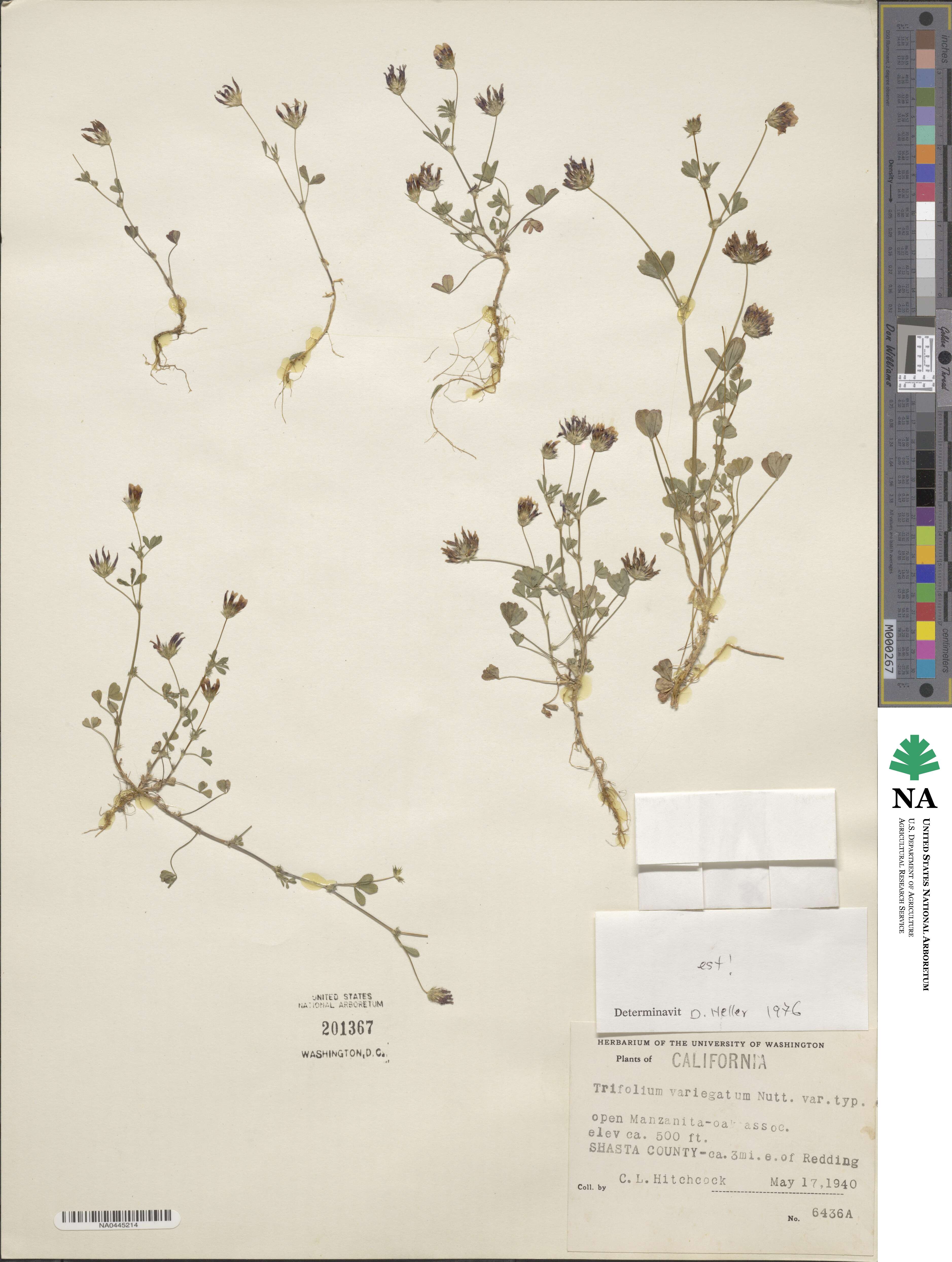 Trifolium variegatum image