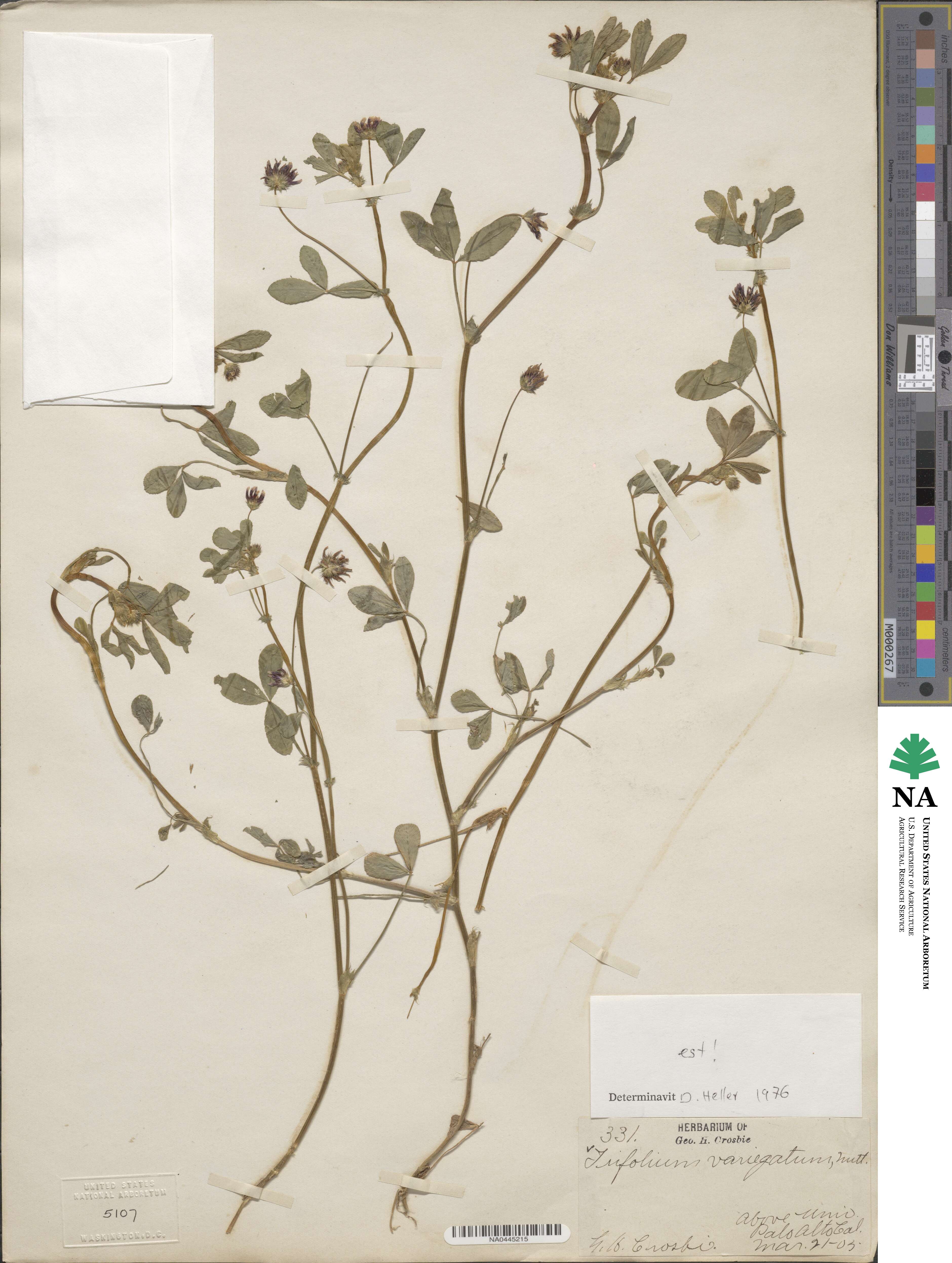 Trifolium variegatum image
