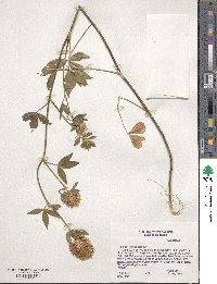 Trifolium vesiculosum image