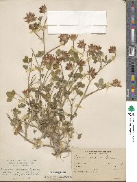 Trifolium fucatum image