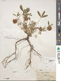 Trifolium virginicum image