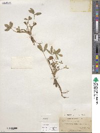 Trifolium virginicum image