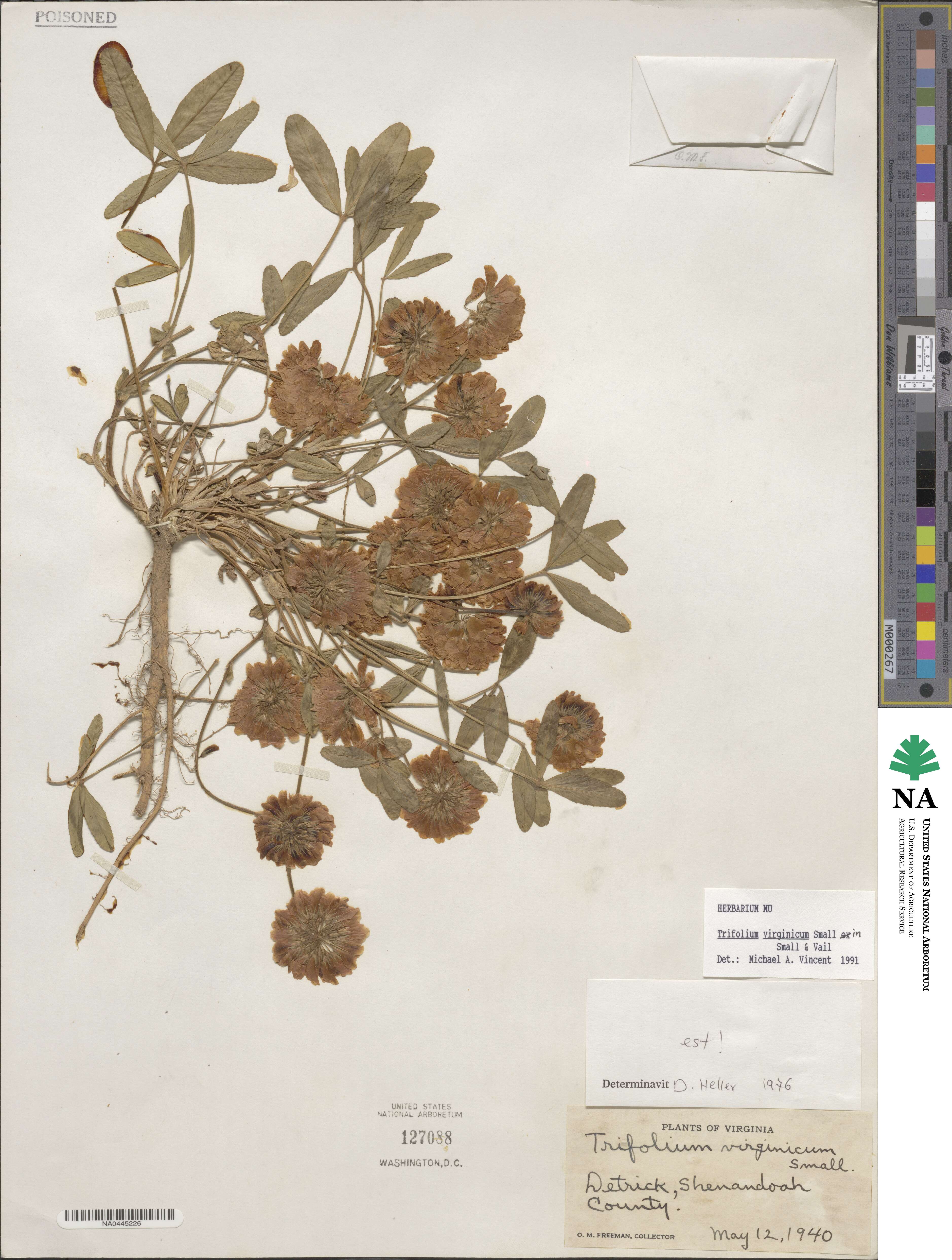 Trifolium virginicum image