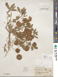 Trifolium virginicum image