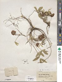 Trifolium virginicum image