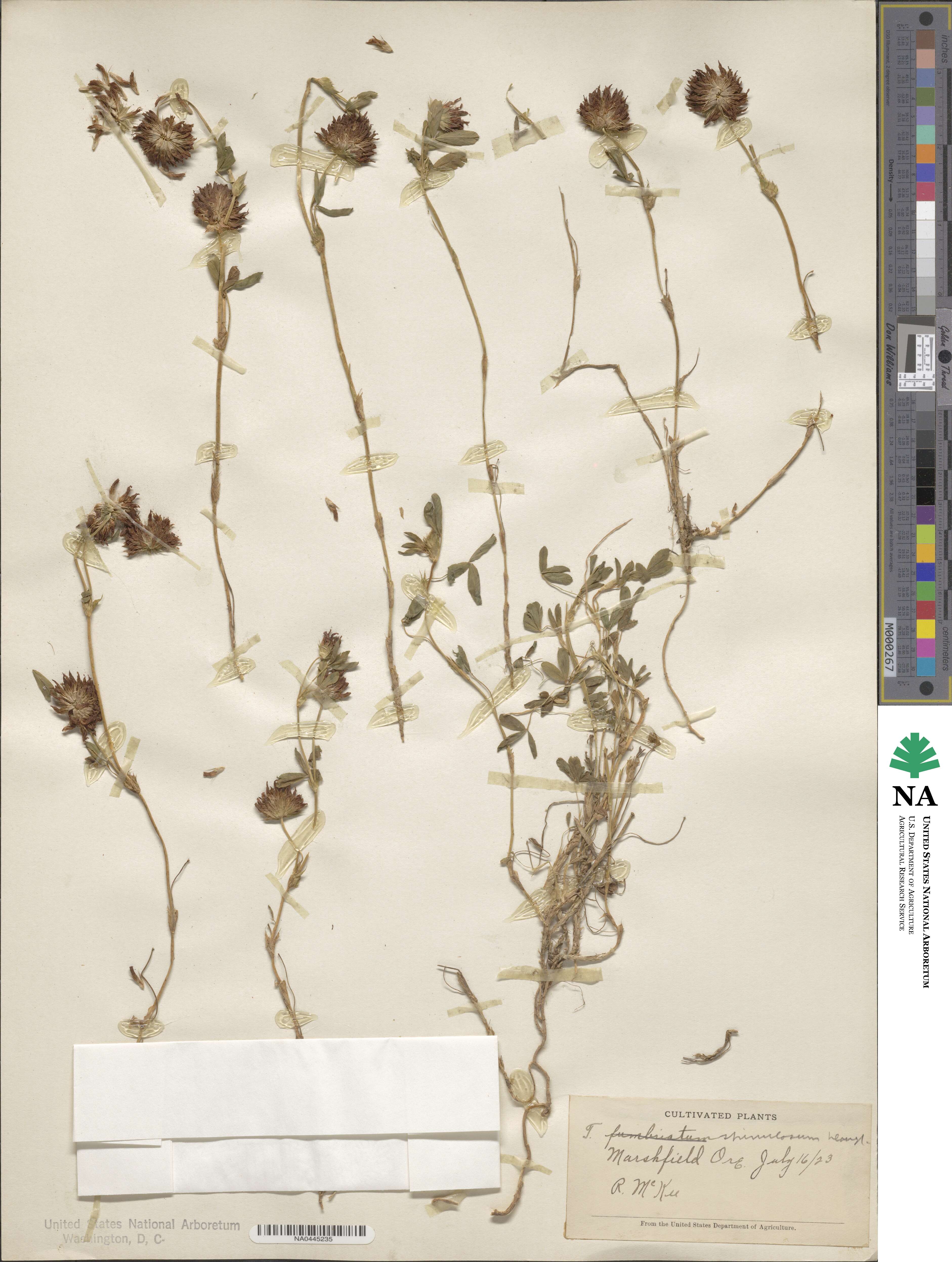 Trifolium wormskioldii var. wormskioldii image