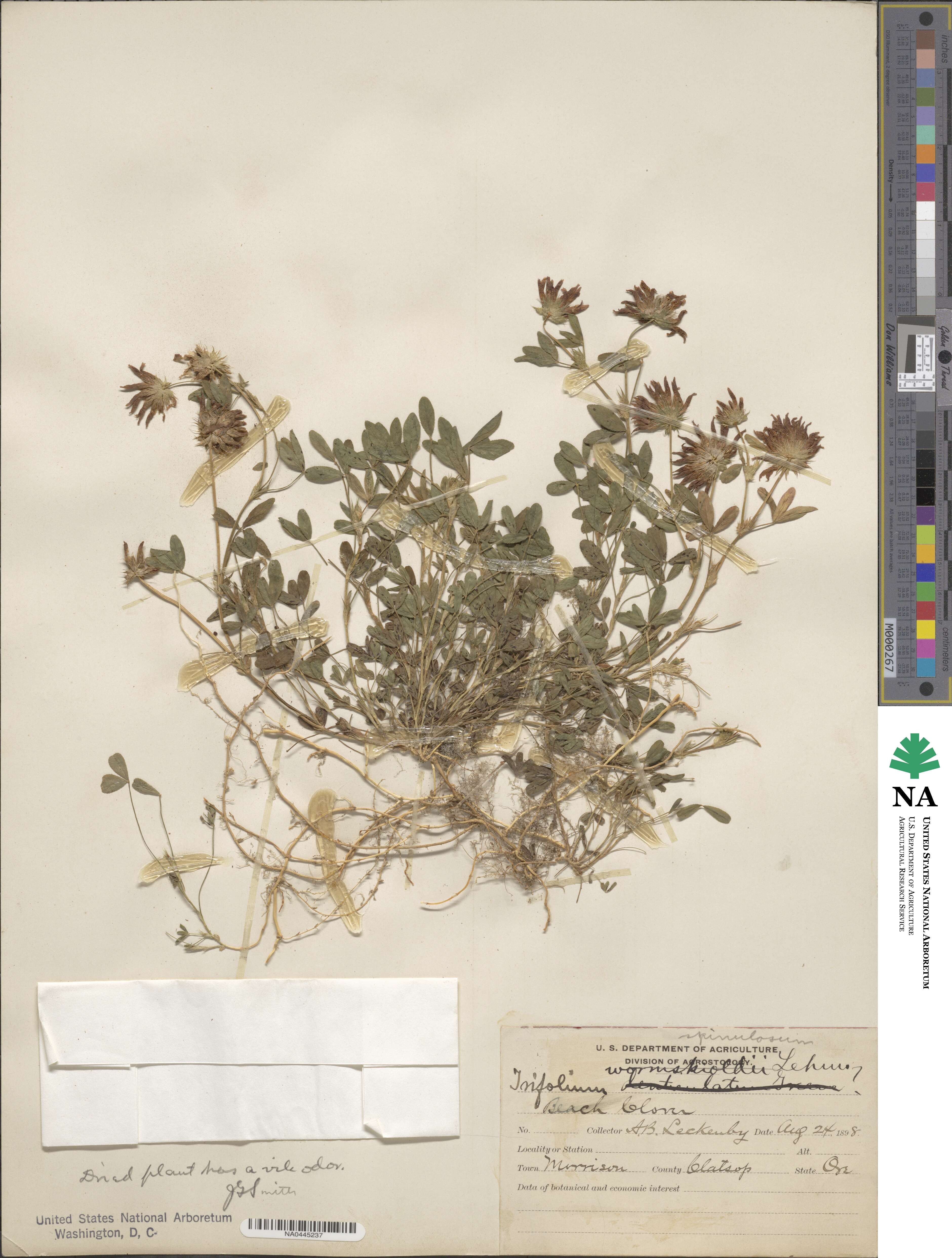 Trifolium wormskioldii var. wormskioldii image