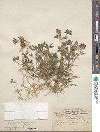 Trifolium wormskioldii var. wormskioldii image