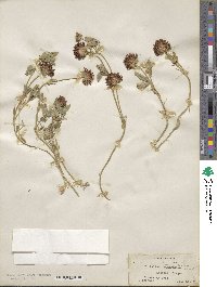 Trifolium wormskioldii var. wormskioldii image