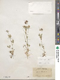 Trifolium wormskioldii image